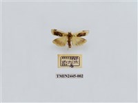 藏品(黑長斑苔蛾)的圖片